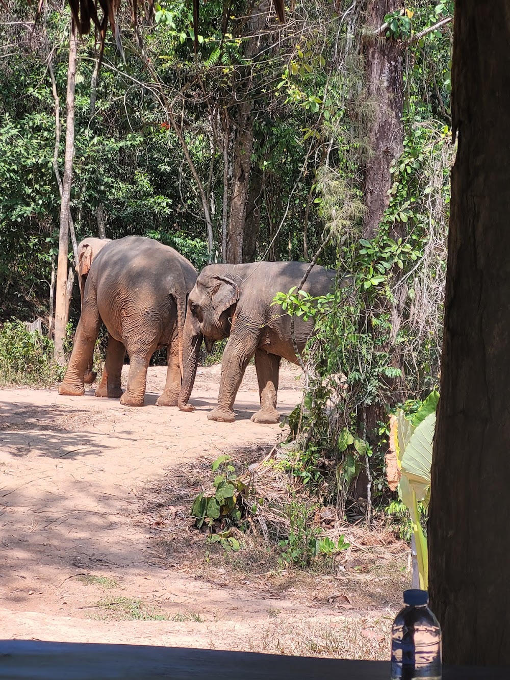 Phuket Elephant House Sanctuary