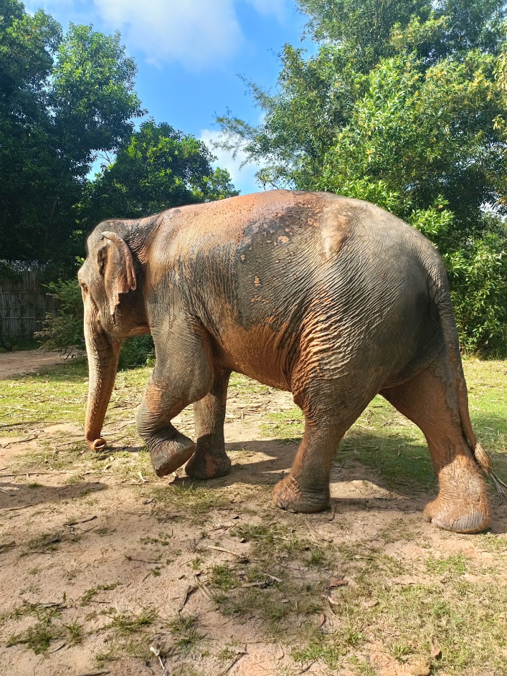 Phuket Elephant House Sanctuary