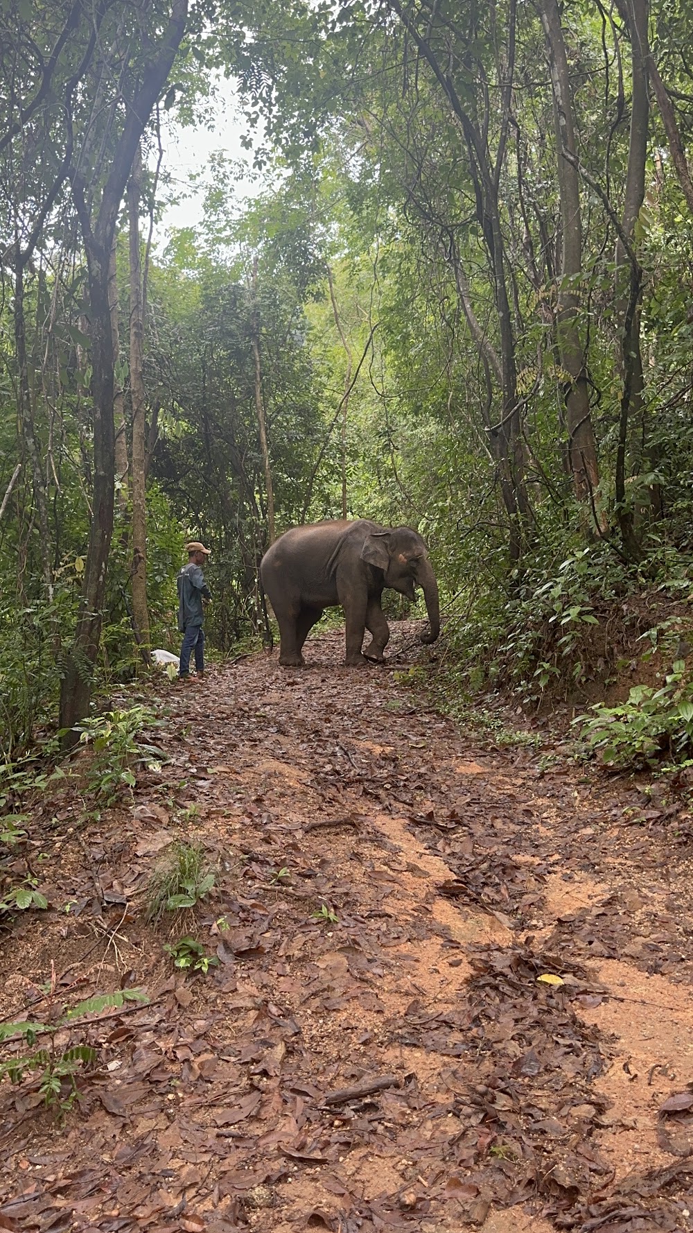 Phuket Elephant Nature Reserve