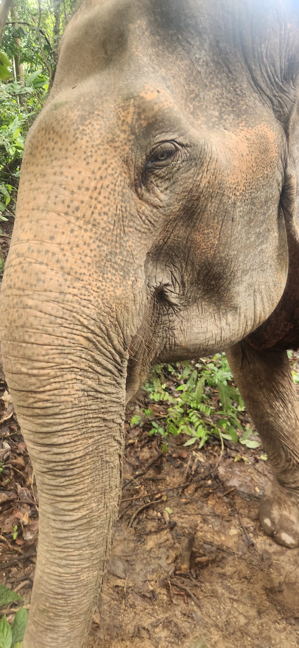 Phuket Elephant Nature Reserve