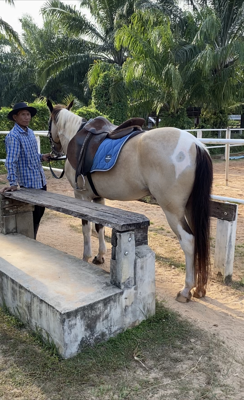 Phuket Horseback Riding