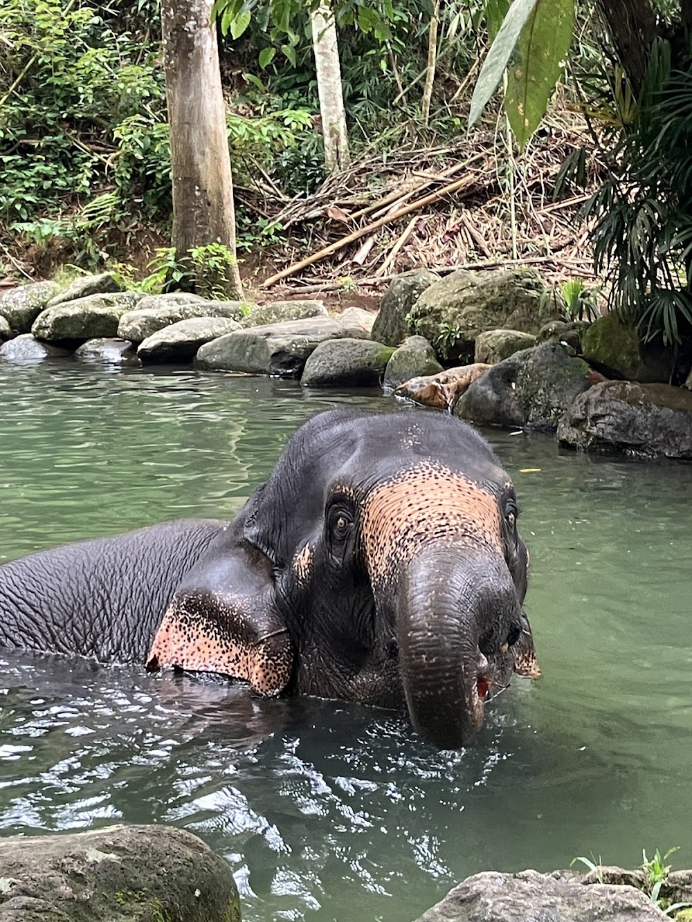 Phuket-Phang Nga Elephant Care Camp