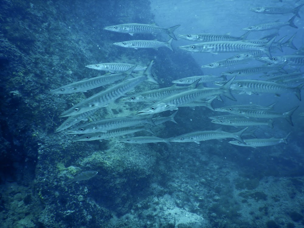 Plongee Koh Phangan Diving