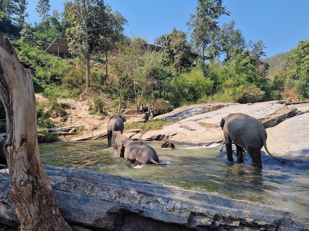 Pongern Elephant Family