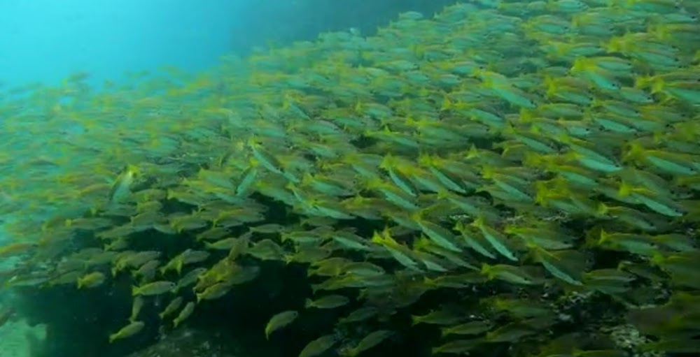 Poseidon Dive Center
