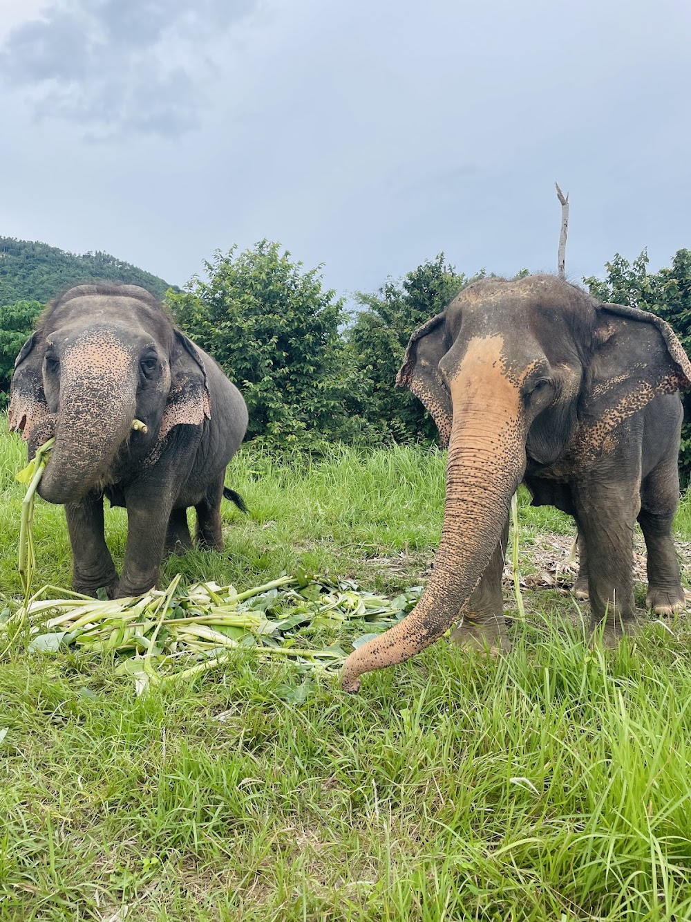 Samui Elephant Home