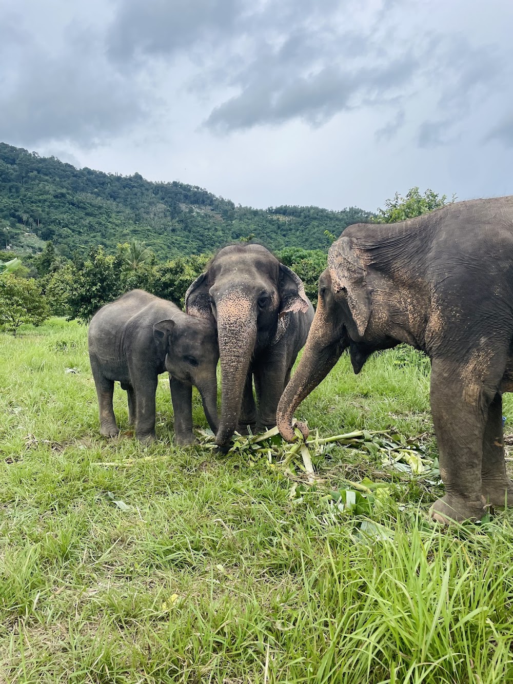 Samui Elephant Home