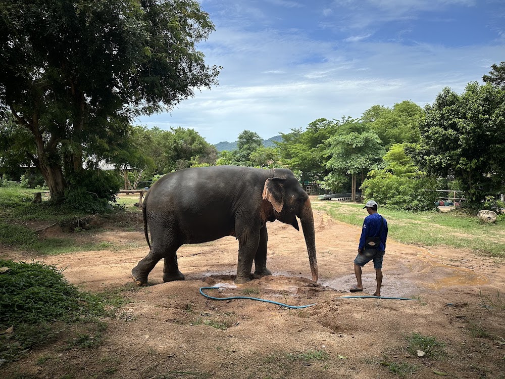 Samui Elephant Sanctuary