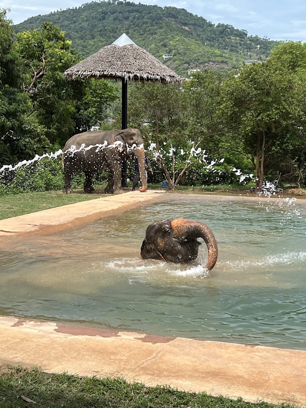 Samui Elephant Sanctuary