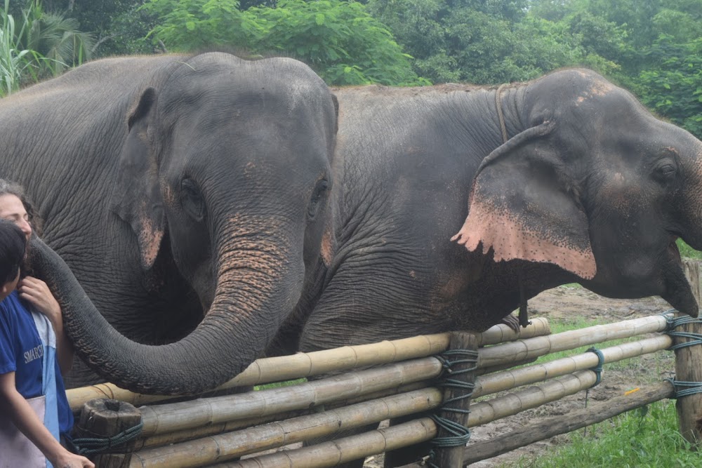 Smart Elephants Family