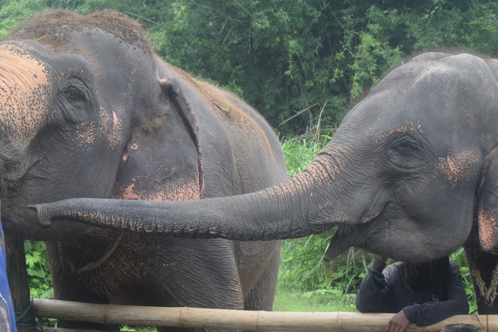 Smart Elephants Family