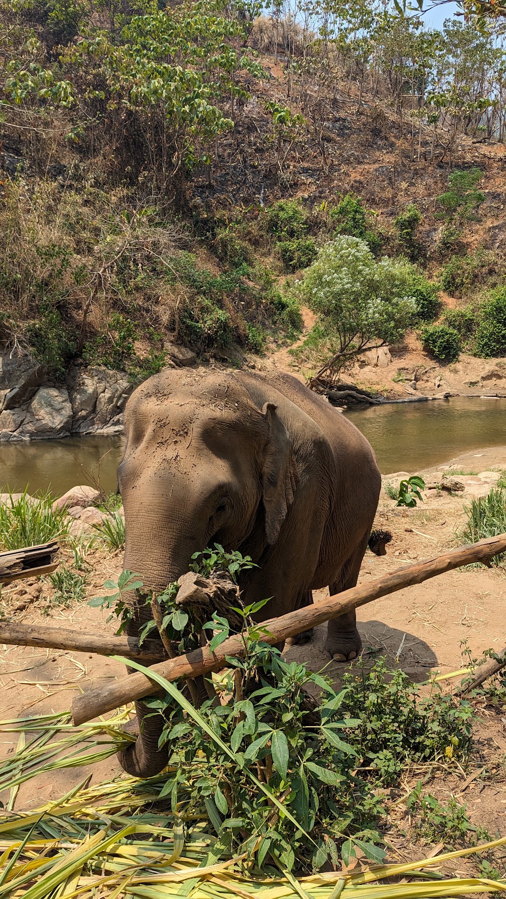 Smile Elephant Chiang Mai