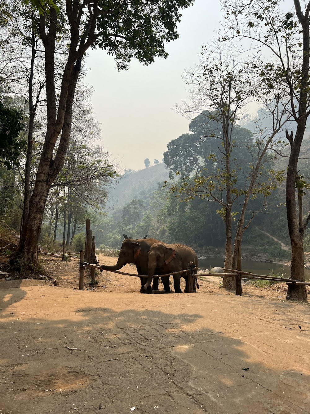 Smile Elephant Chiang Mai