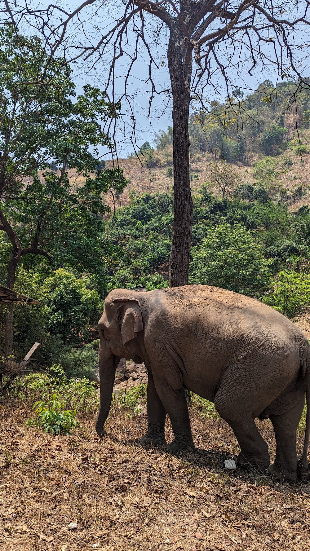 Smile Elephant Chiang Mai