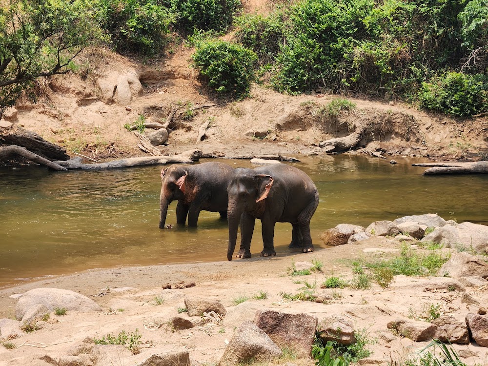 Smile Elephant Chiang Mai