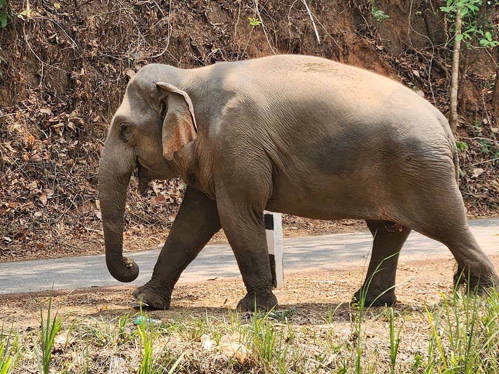 Smile Elephant Chiang Mai