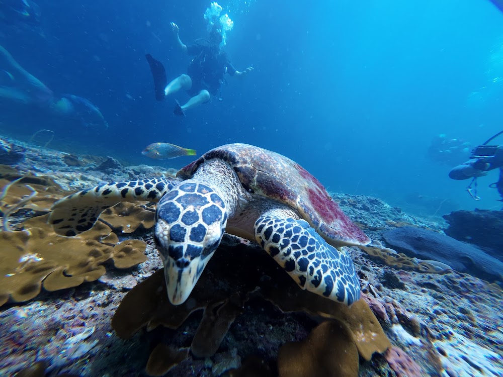 SNORKELING TOUR