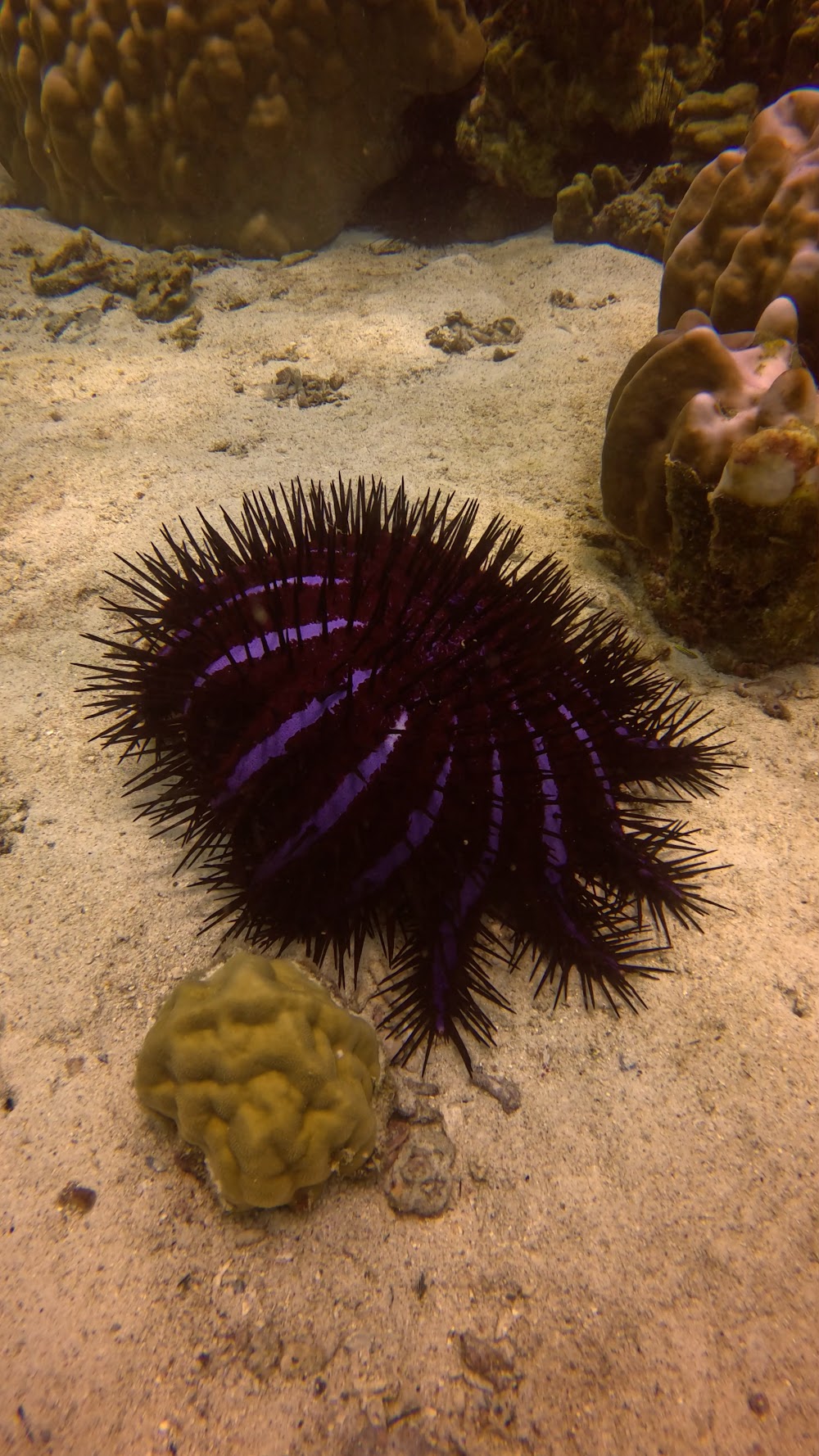 SSS Phuket Dive Freedive & Surf Center