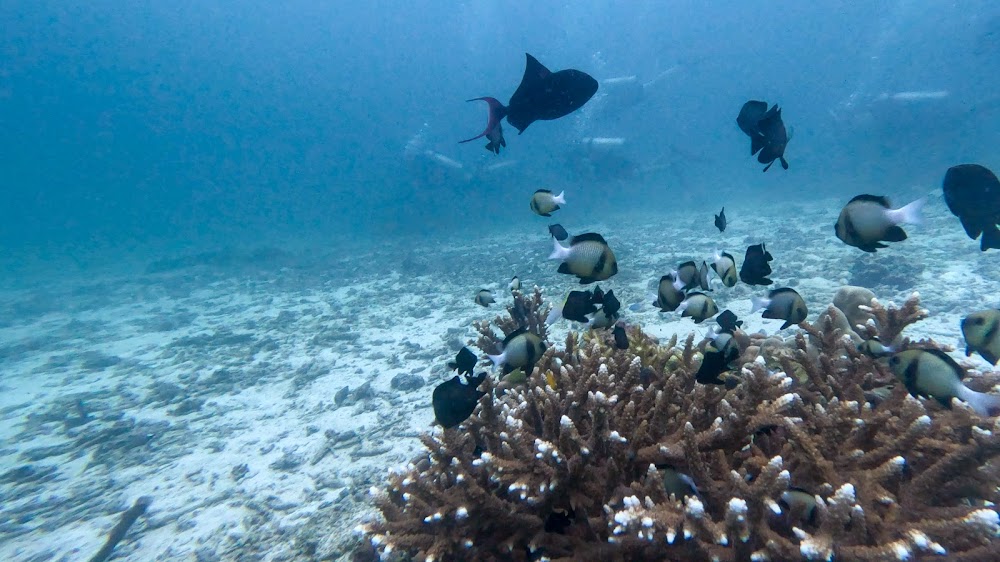 Super Divers
