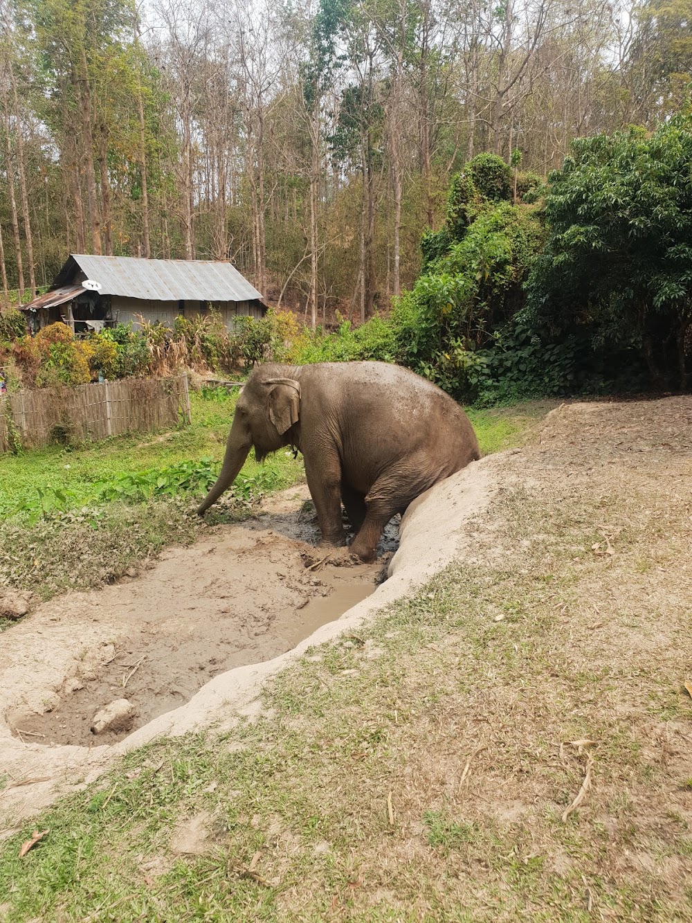 Thai Elephant Care Center