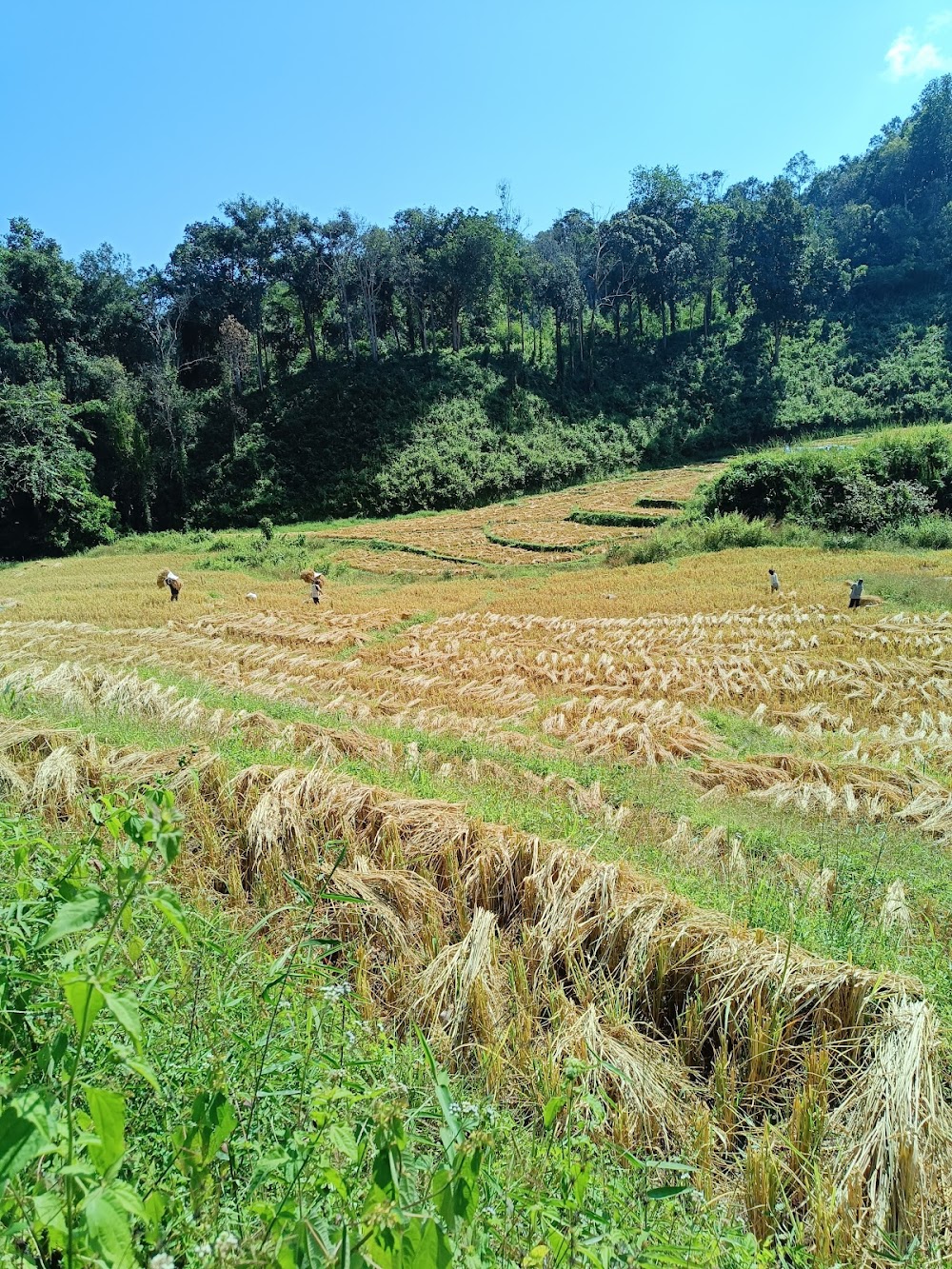 Thai travel no limit Chiang Mai