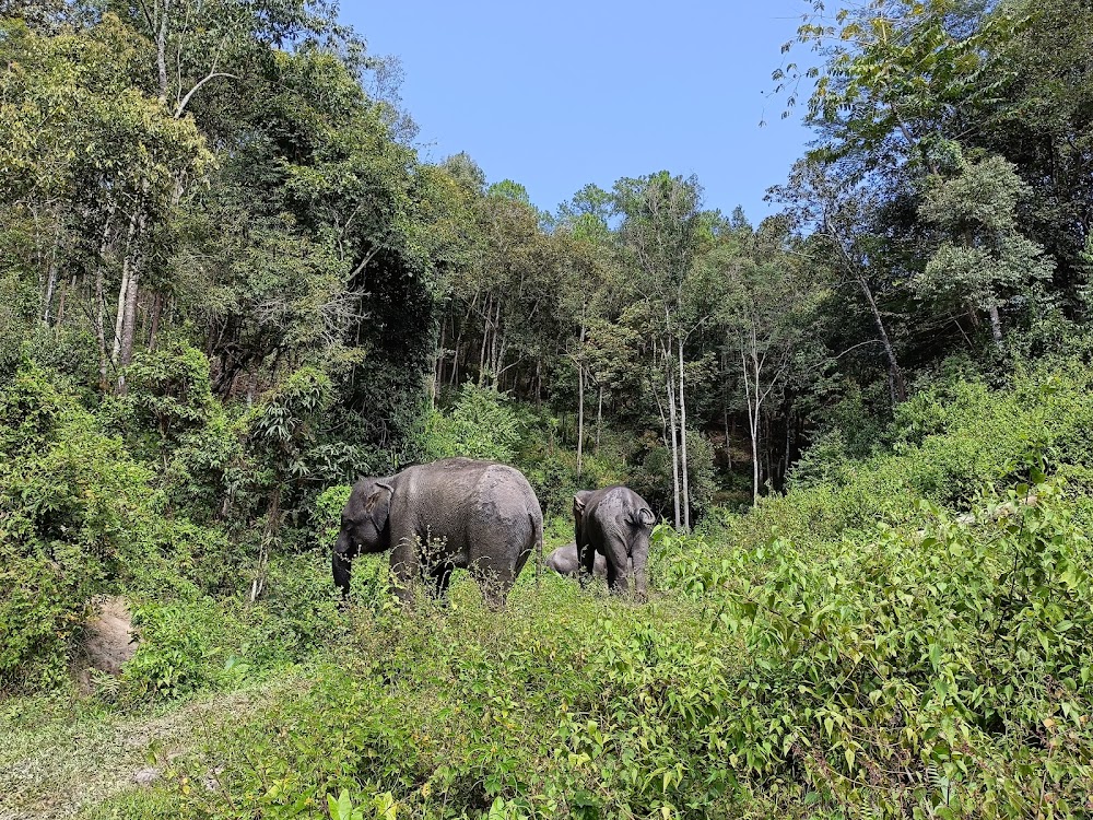 The Chiangmai T.U.M Travel – Elephant Trekking Care