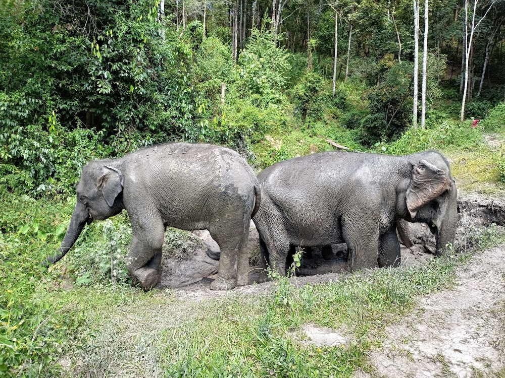 The Chiangmai T.U.M Travel – Elephant Trekking Care