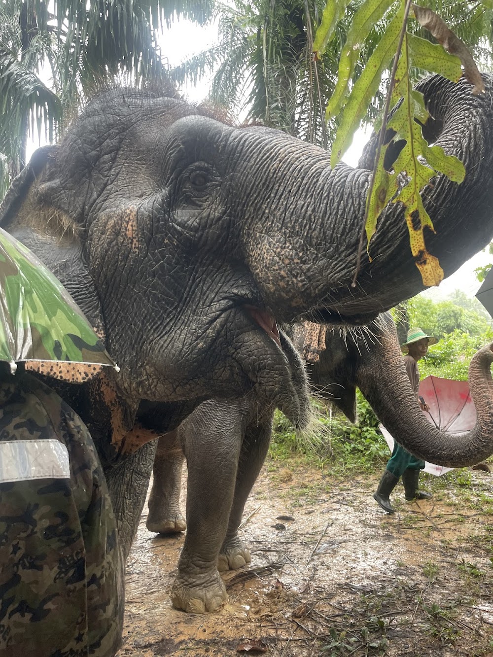 The Elephant Sanctuary Krabi Thailand