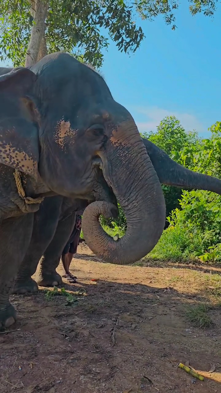 The Lake Phuket Elephant Home