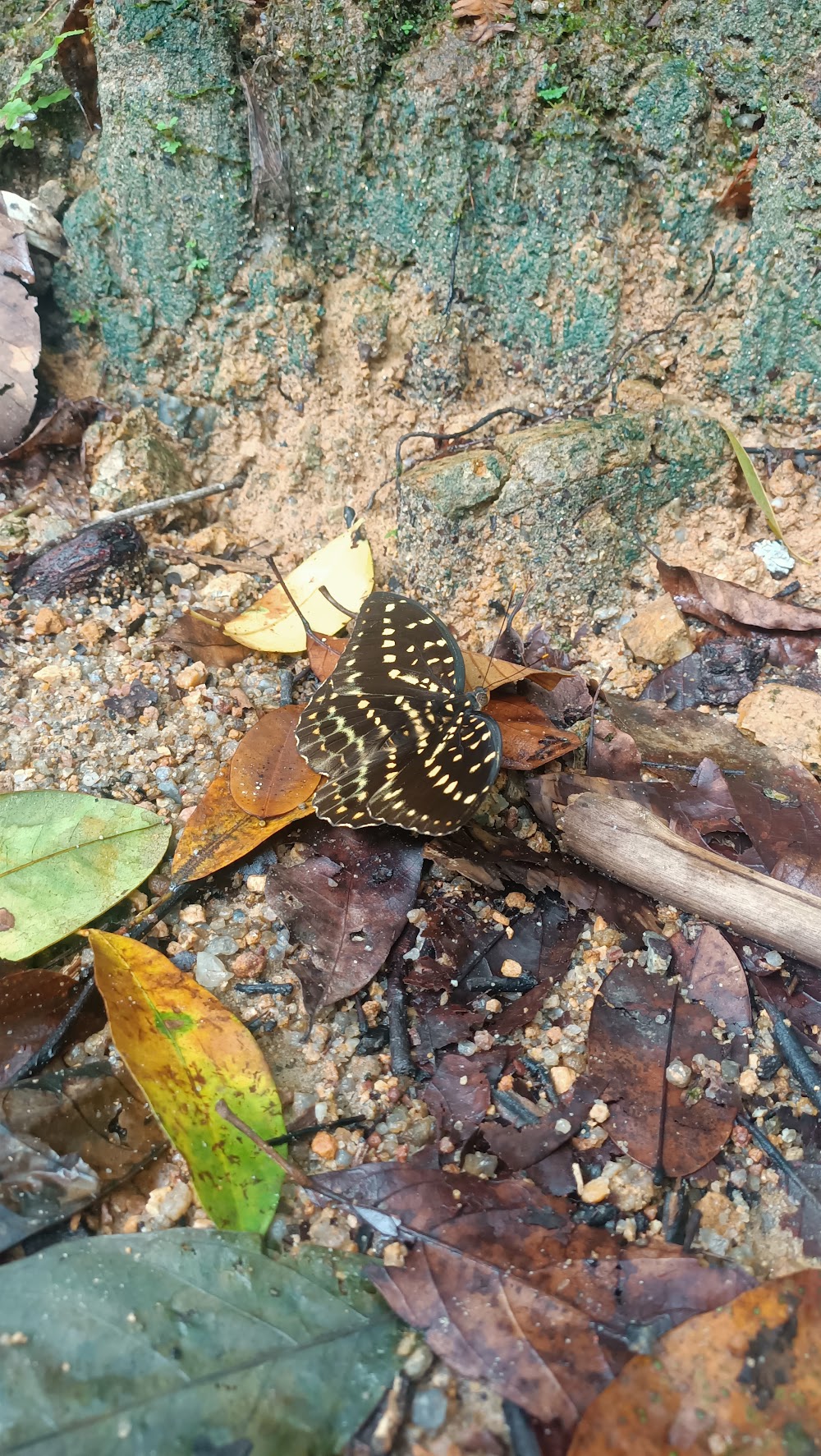 Ton Nga Chang Wildlife Sanctuary