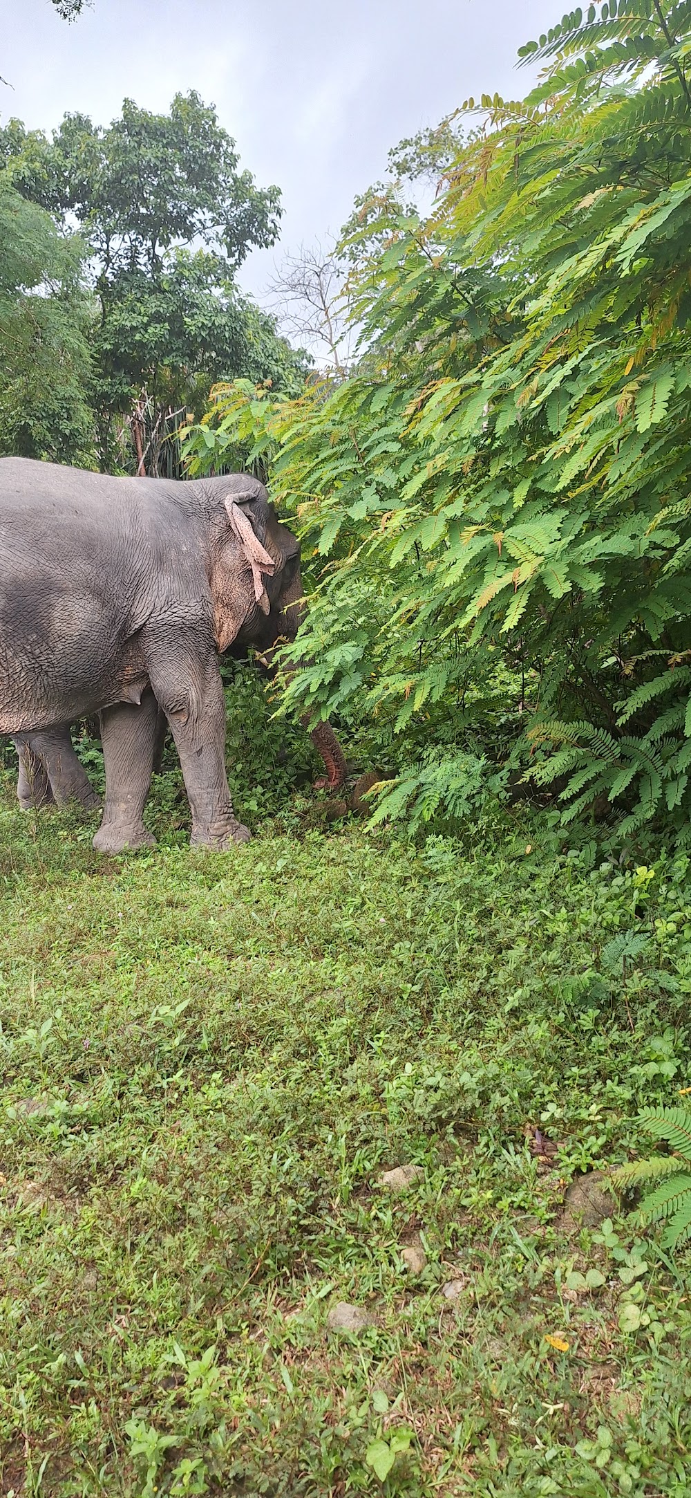 Tonsai  Elephant Care Camp Phuket