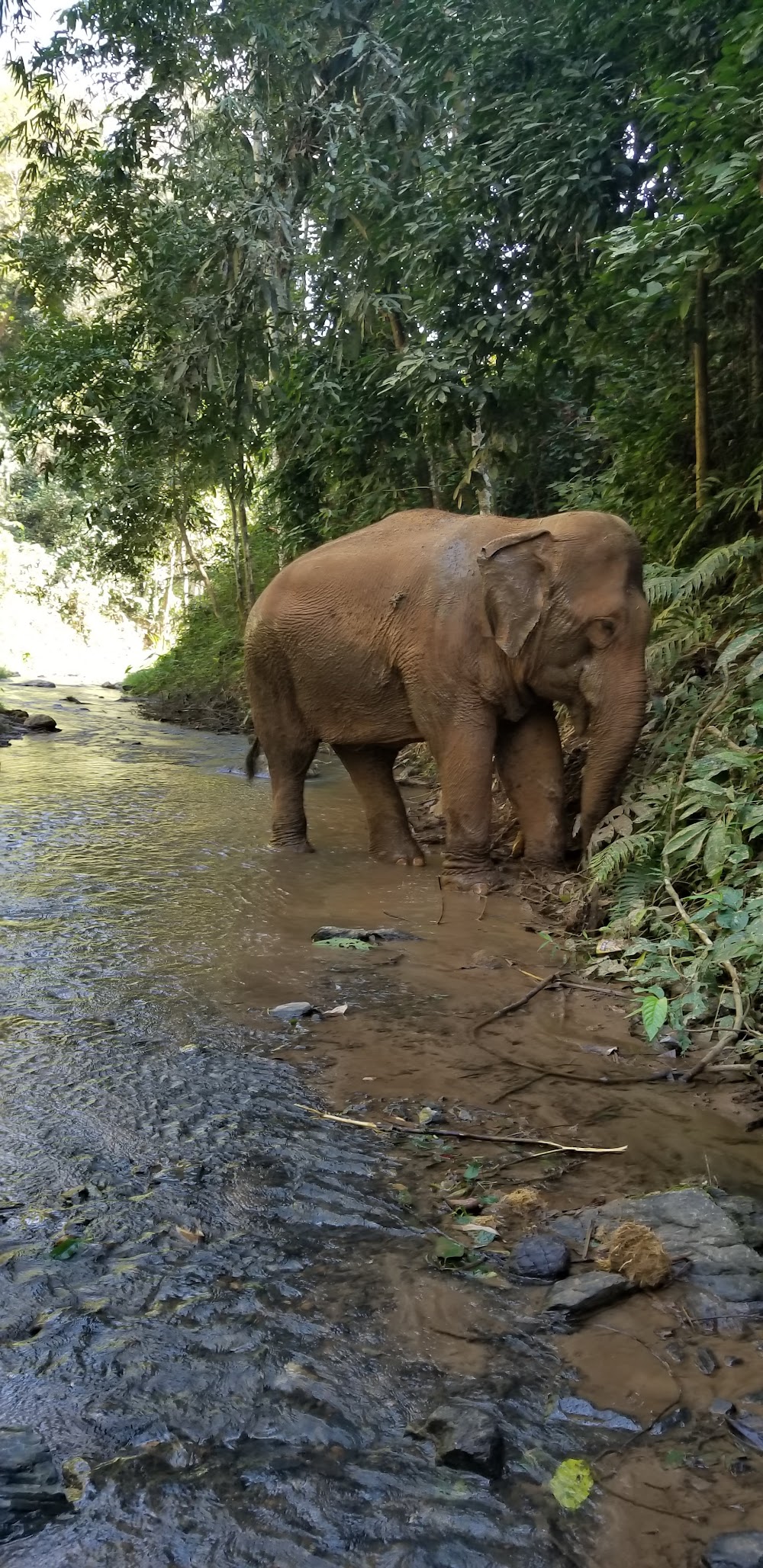 Toto’s Elephant Sanctuary