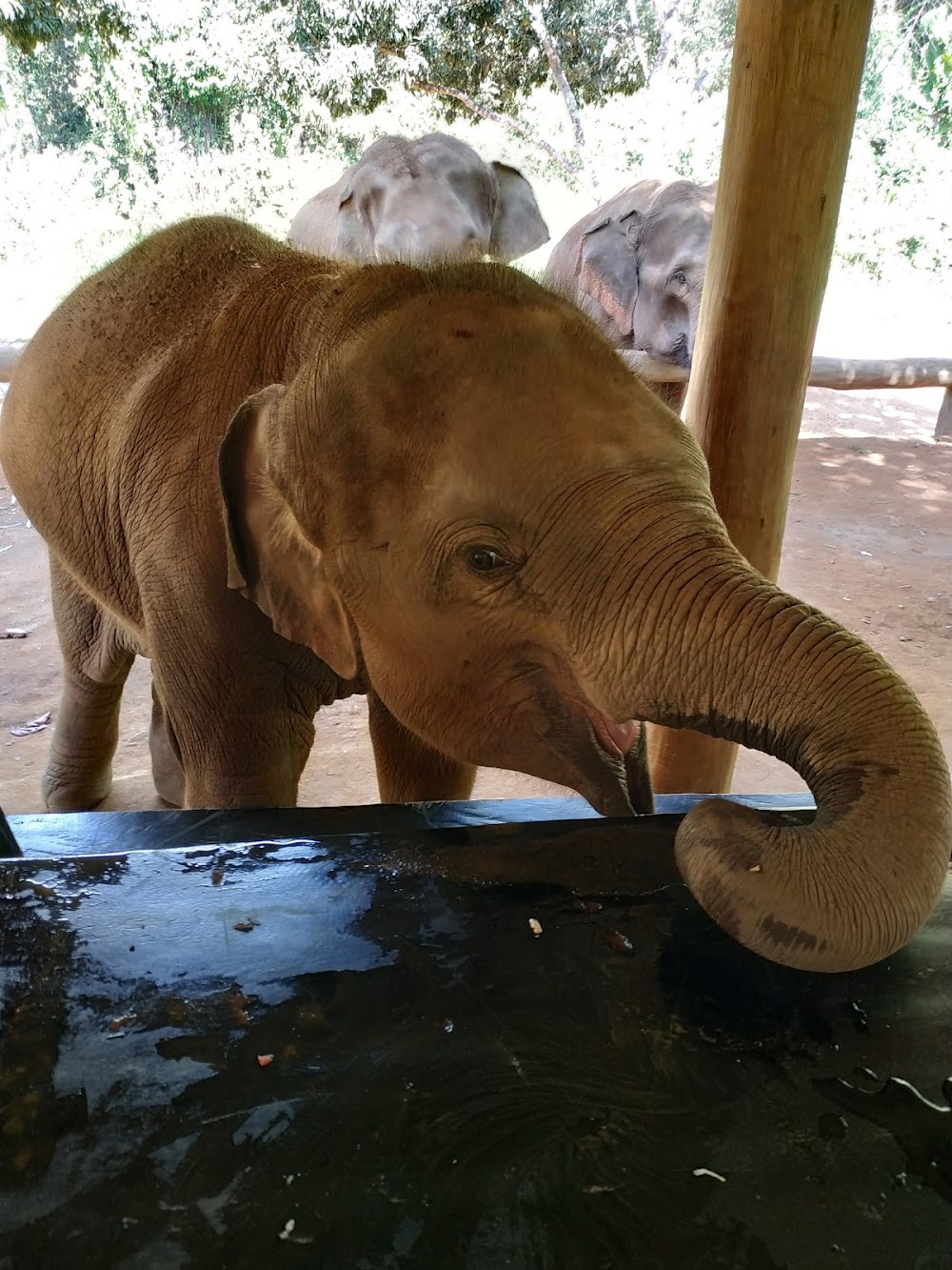 Toto’s Elephant Sanctuary