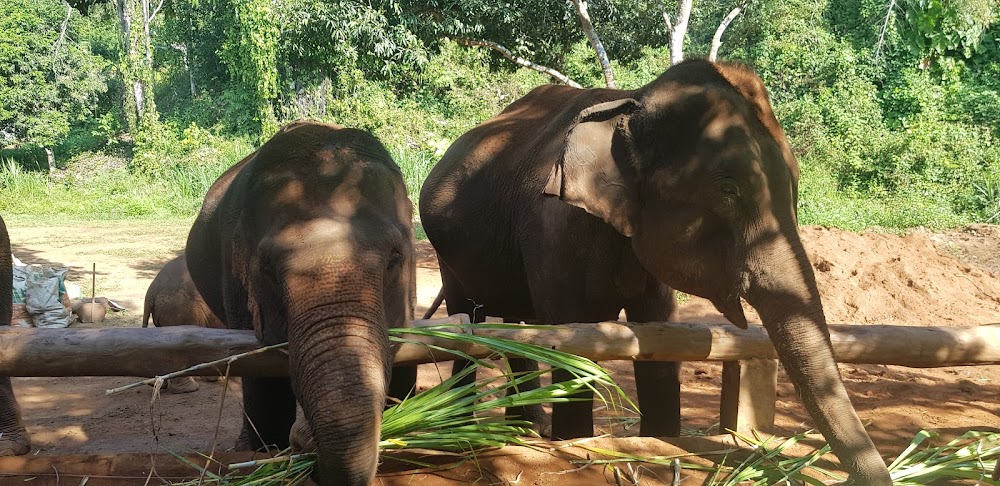 Toto’s Elephant Sanctuary