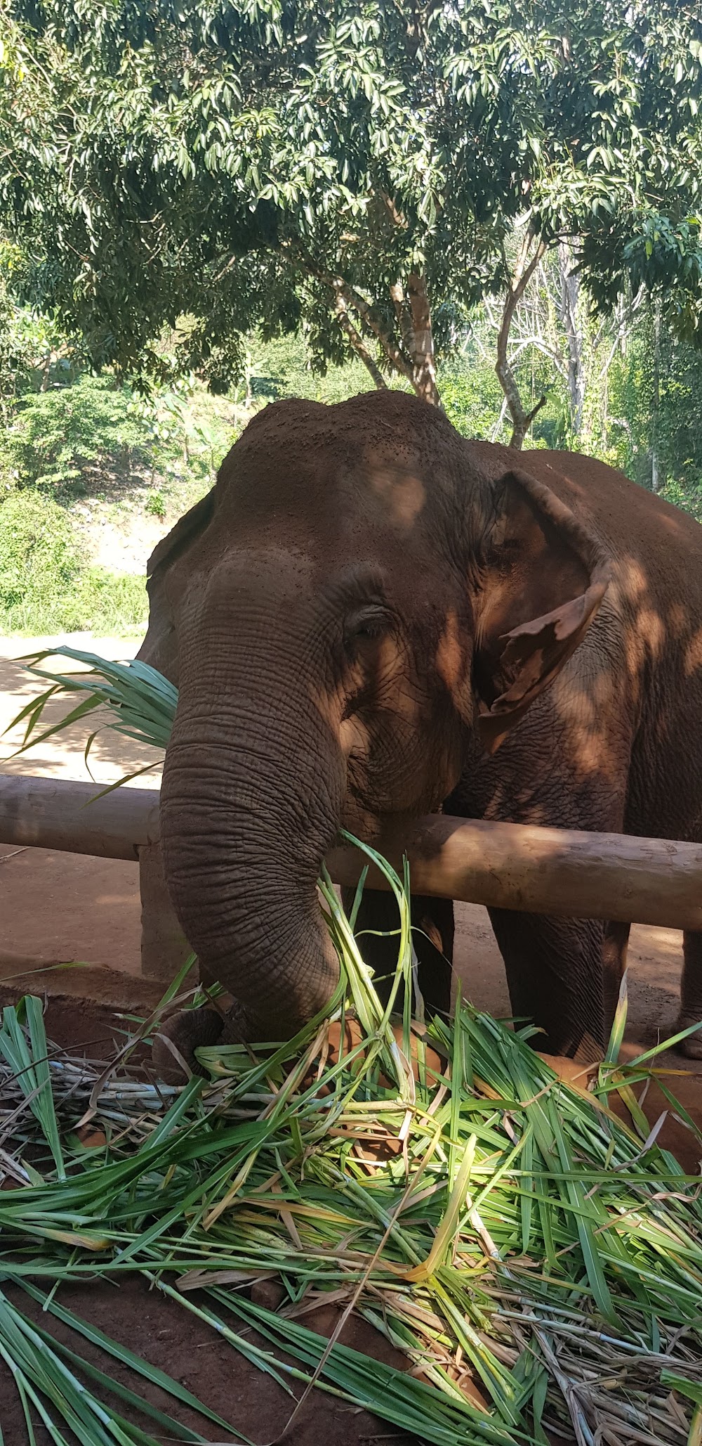 Toto’s Elephant Sanctuary