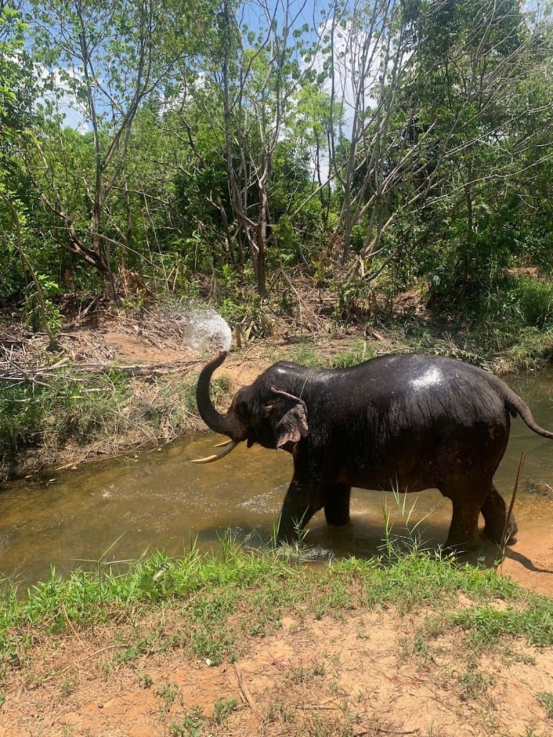 Coconut Elephant Camp Khaolak