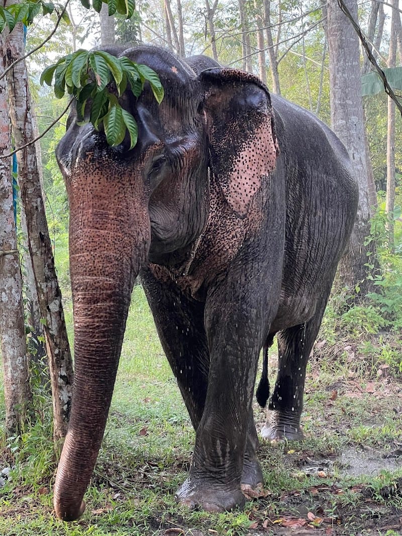 Coconut Elephant Camp Khaolak